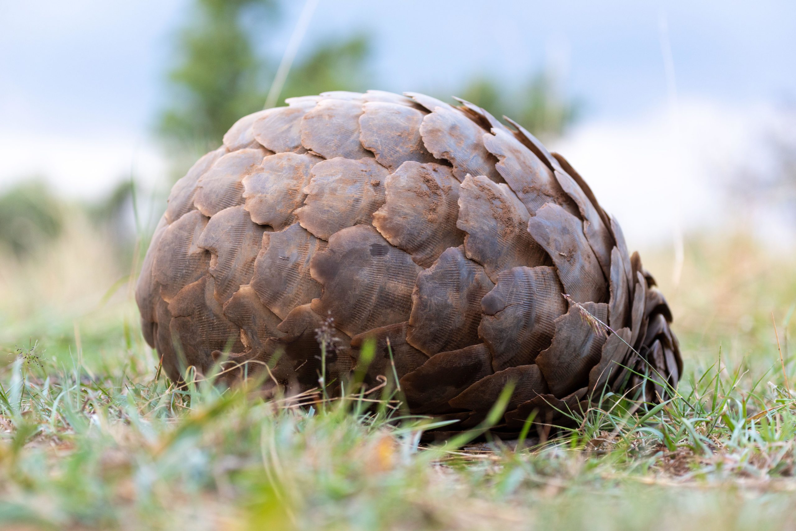 Pangolin on grass