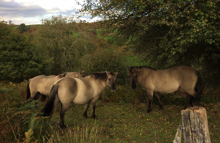 Three wild horses in a clearing.