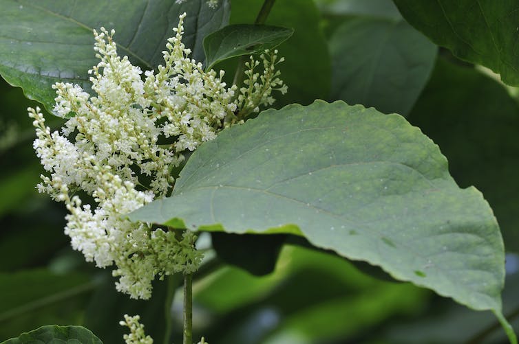 A close up of a green leaf with a spray of apple white small flowers in the background.